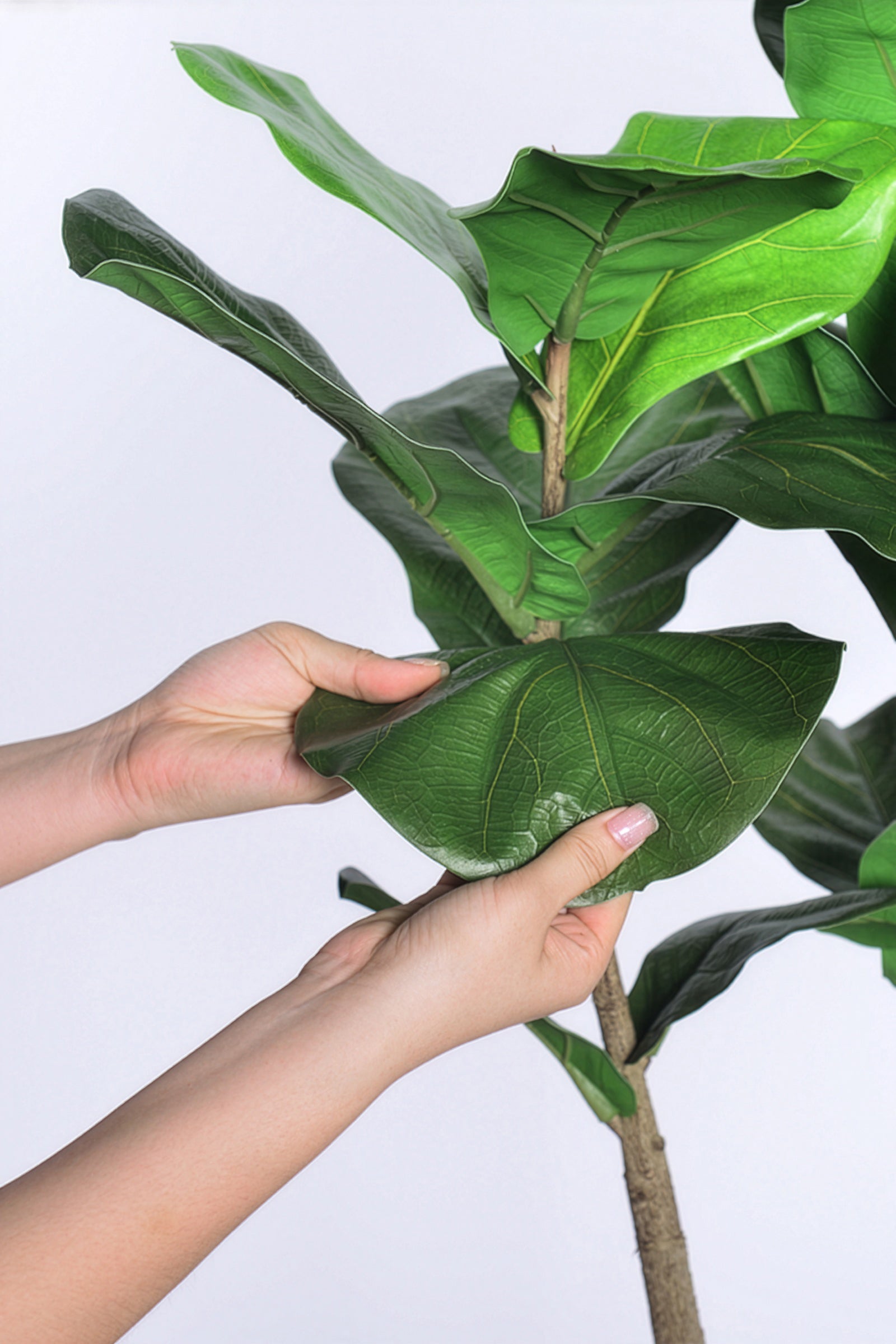 Fiddle M : Figuier artificiel Fiddle Leaf à trois troncs et pot