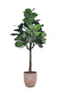 Fiddle N: Artificial Fiddle Leaf Fig Tree with a Mature Single Trunk
