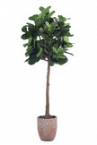Fiddle N: Artificial Fiddle Leaf Fig Tree with a Mature Single Trunk