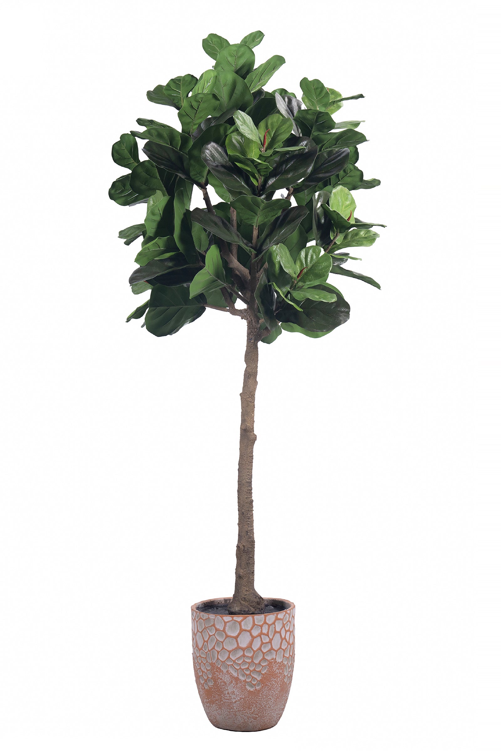 Fiddle N: Artificial Fiddle Leaf Fig Tree with a Mature Single Trunk