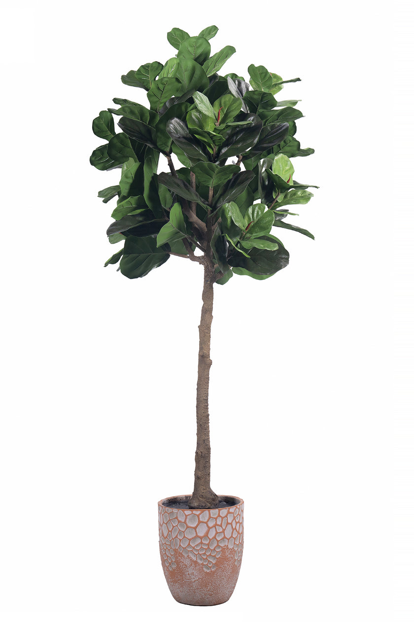 Fiddle N: Artificial Fiddle Leaf Fig Tree with a Mature Single Trunk
