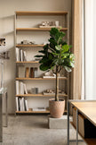 Fiddle N: Artificial Fiddle Leaf Fig Tree with a Mature Single Trunk