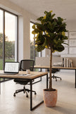 Fiddle N: Artificial Fiddle Leaf Fig Tree with a Mature Single Trunk