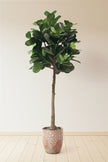 Fiddle N: Artificial Fiddle Leaf Fig Tree with a Mature Single Trunk