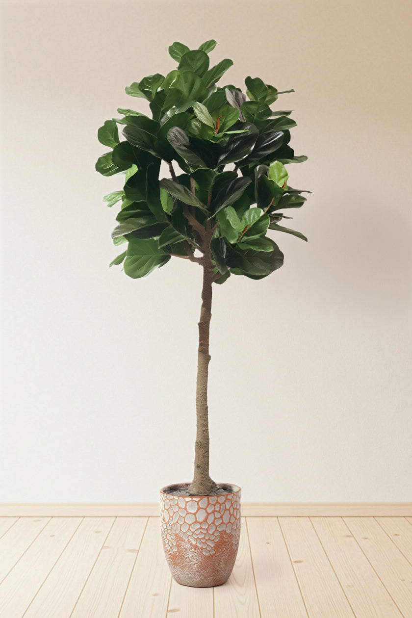 Fiddle N: Artificial Fiddle Leaf Fig Tree with a Mature Single Trunk