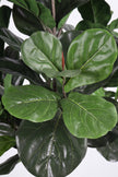 Fiddle N: Artificial Fiddle Leaf Fig Tree with a Mature Single Trunk