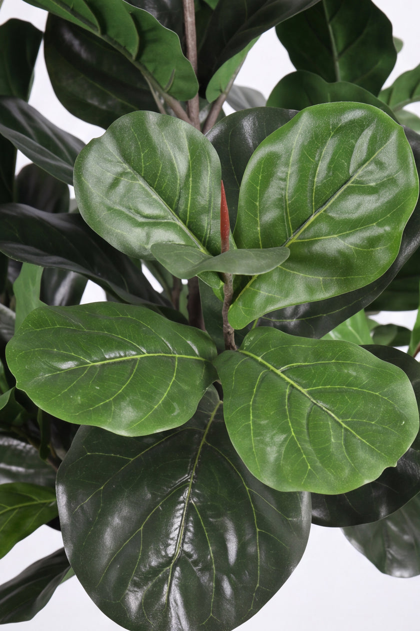 Fiddle N: Artificial Fiddle Leaf Fig Tree with a Mature Single Trunk