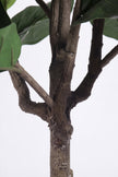Fiddle N: Artificial Fiddle Leaf Fig Tree with a Mature Single Trunk