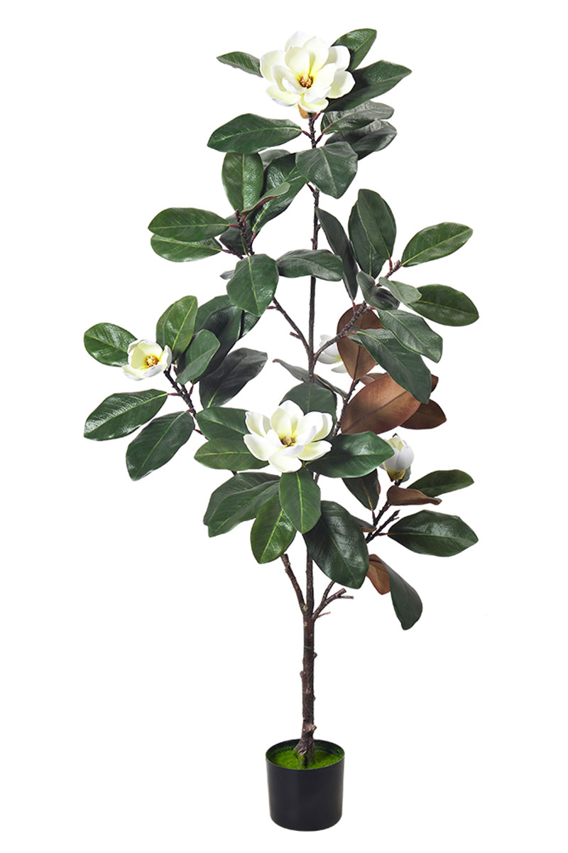 Magnolia A: with White Flowers and Real Touch Leaves