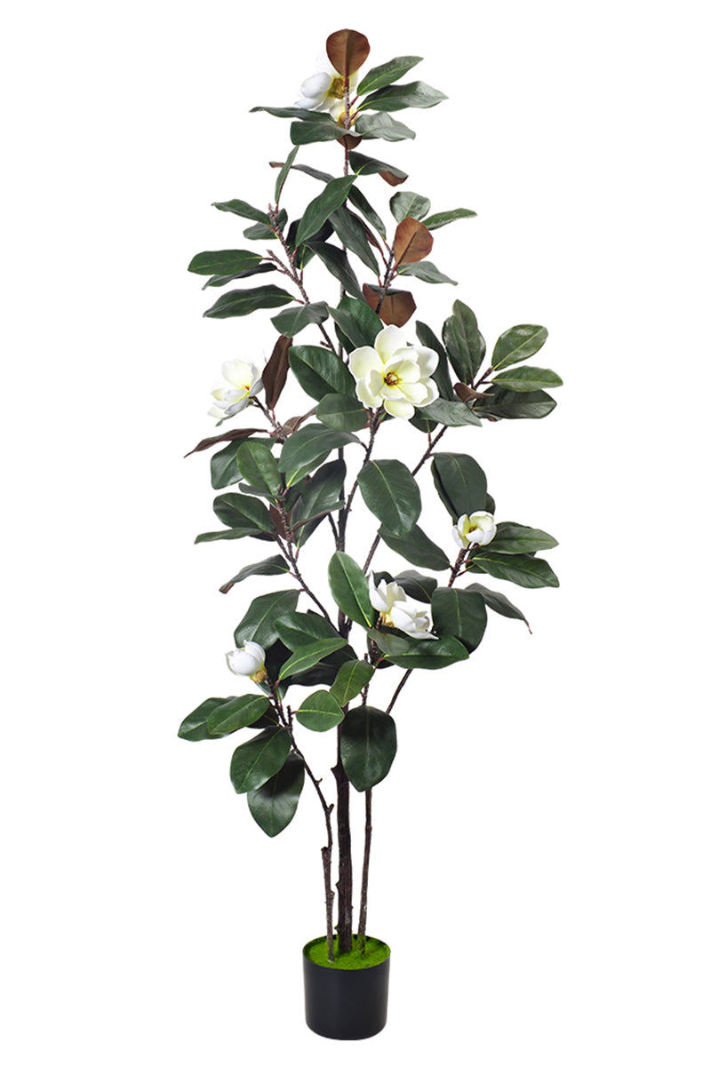 Magnolia A: with White Flowers and Real Touch Leaves