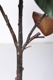 Magnolia A: with White Flowers and Real Touch Leaves