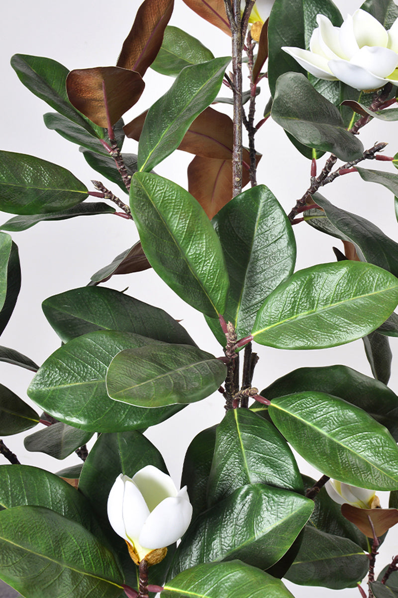 Magnolia A: with White Flowers and Real Touch Leaves