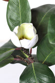 Magnolia A: with White Flowers and Real Touch Leaves