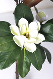 Magnolia A: with White Flowers and Real Touch Leaves