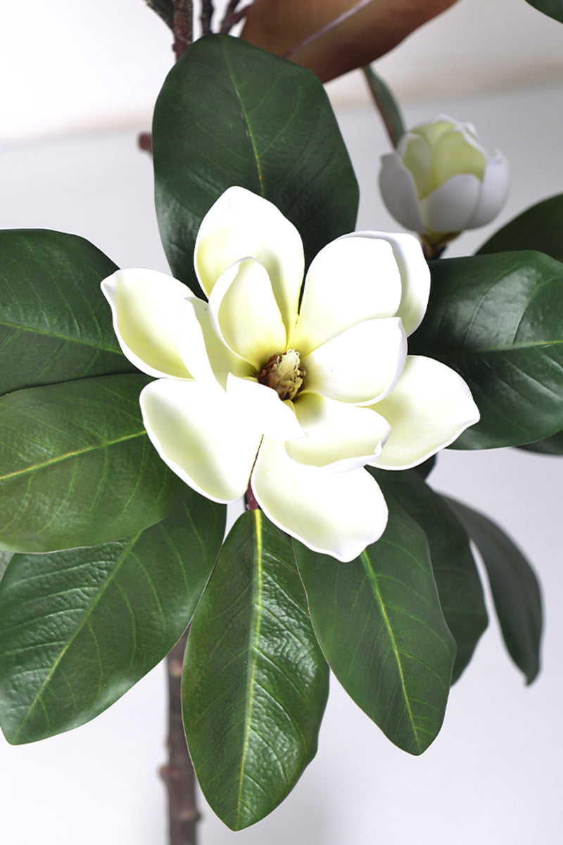 Magnolia A: with White Flowers and Real Touch Leaves