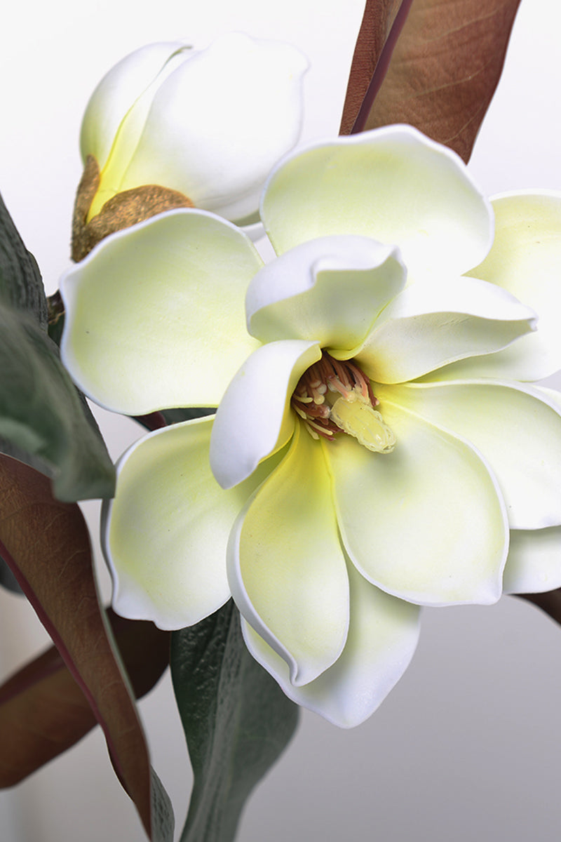 Magnolia A: with White Flowers and Real Touch Leaves