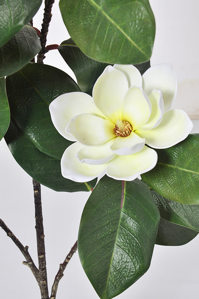 Magnolia A: with White Flowers and Real Touch Leaves