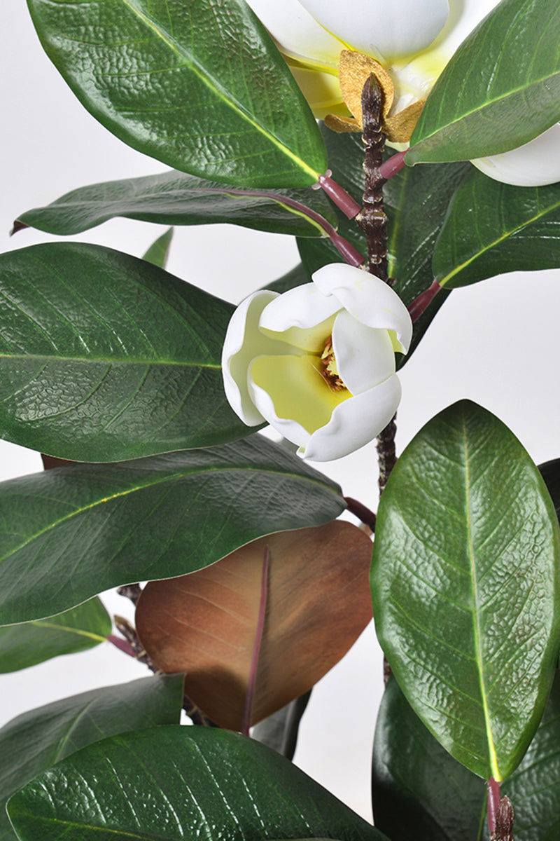Magnolia A: with White Flowers and Real Touch Leaves