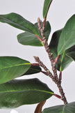 Magnolia A: with White Flowers and Real Touch Leaves