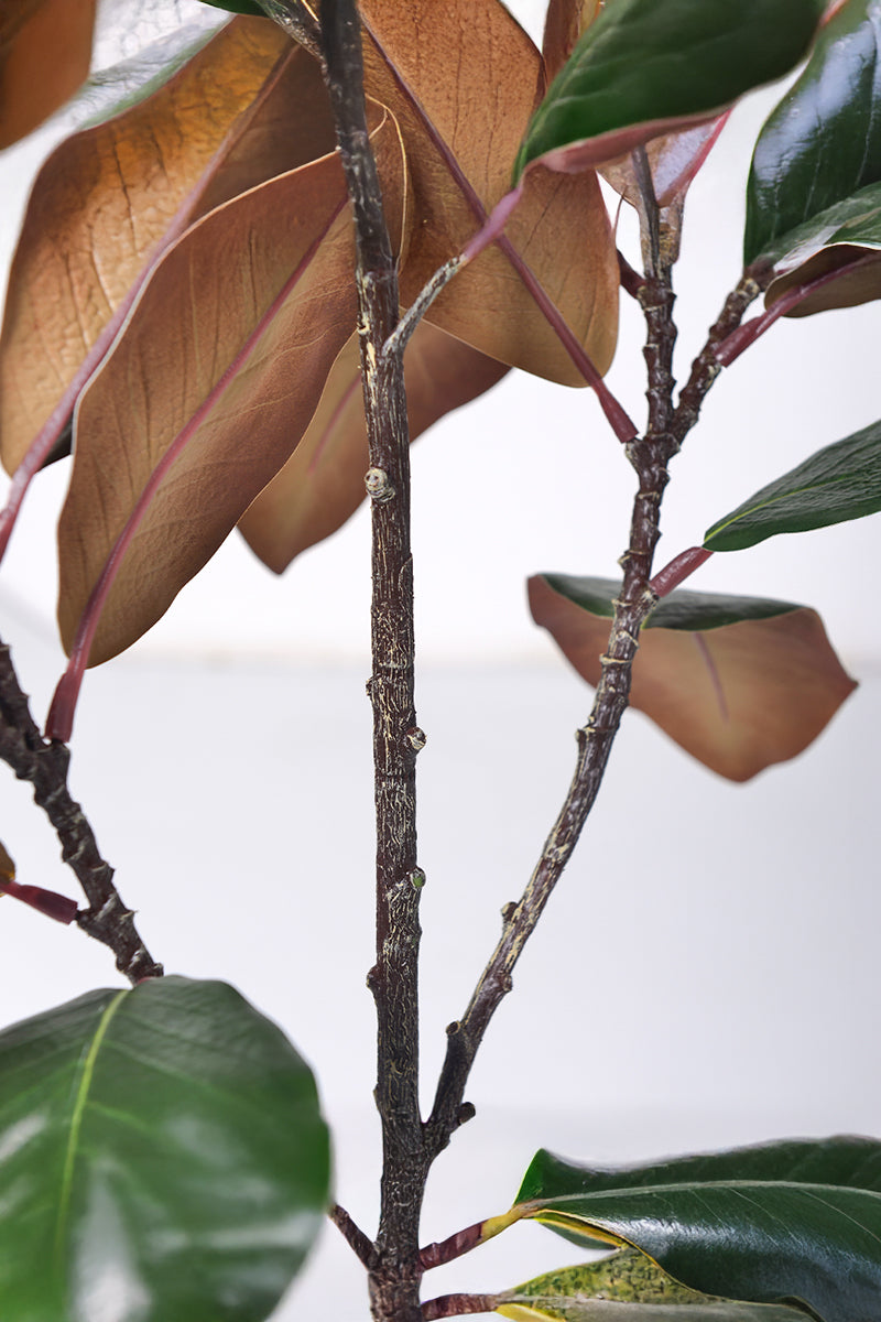 Magnolia A: with White Flowers and Real Touch Leaves
