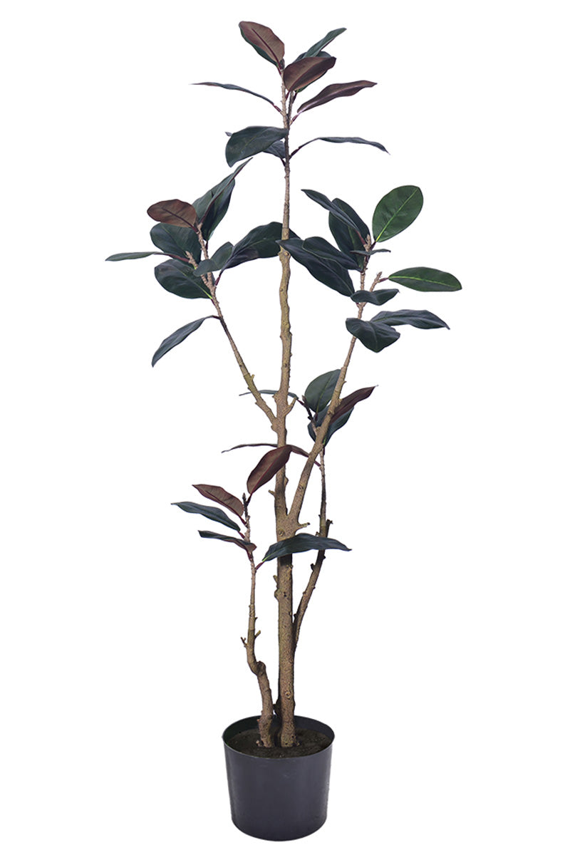 Magnolia E: with Realistic Branches and Real Touch Leaves