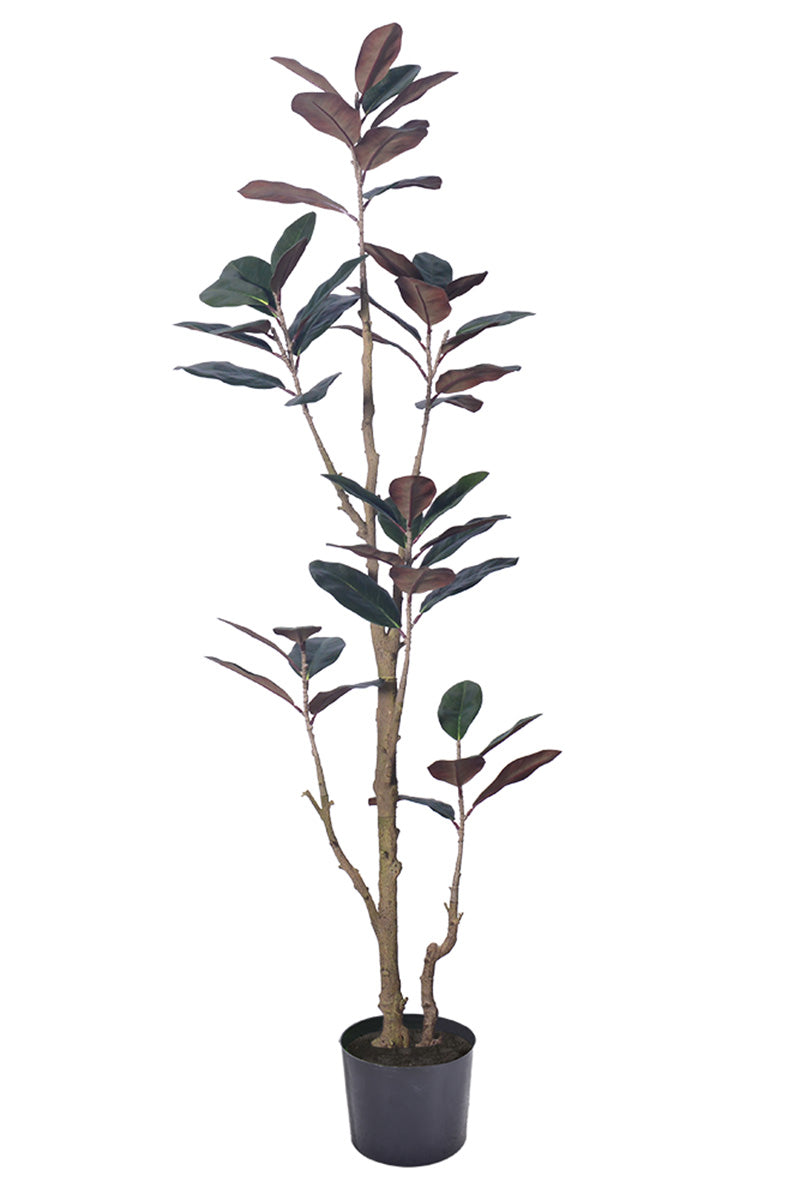 Magnolia E: with Realistic Branches and Real Touch Leaves
