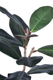 Magnolia E: with Realistic Branches and Real Touch Leaves