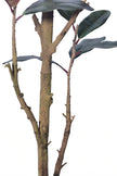 Magnolia E: with Realistic Branches and Real Touch Leaves