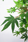 Maple B: Artificial Japanese Green Maple Tree with Multi Trunks