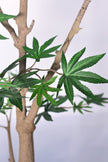 Maple D: Tall Artificial Japanese Maple Tree (Acer Palmatum)