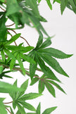 Maple G: Artificial Japanese Green Maple Tree with Thick Trunks