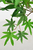 Maple G: Artificial Japanese Green Maple Tree with Thick Trunks