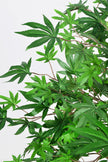 Maple G: Artificial Japanese Green Maple Tree with Thick Trunks