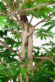 Maple G: Artificial Japanese Green Maple Tree with Thick Trunks