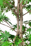Maple G: Artificial Japanese Green Maple Tree with Thick Trunks