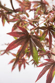 Maple P: Artificial Japanese Green & Purple Maple Tree with Thick Trunks