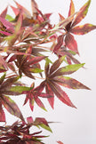 Maple P: Artificial Japanese Green & Purple Maple Tree with Thick Trunks