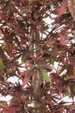 Maple P: Artificial Japanese Green & Purple Maple Tree with Thick Trunks