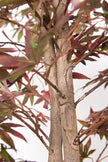 Maple P: Artificial Japanese Green & Purple Maple Tree with Thick Trunks