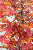 Maple R: Artificial Japanese Red Maple Tree with Thick Trunks