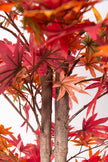 Maple R: Artificial Japanese Red Maple Tree with Thick Trunks