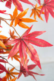 Maple R: Artificial Japanese Red Maple Tree with Thick Trunks