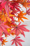Maple R: Artificial Japanese Red Maple Tree with Thick Trunks