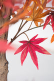 Maple R: Artificial Japanese Red Maple Tree with Thick Trunks