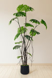 Monstera E: Artificial Monstera Deliciosa Plant with Natural Aerial‑Root Detailing