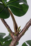 Monstera E: Artificial Monstera Deliciosa Plant with Natural Aerial‑Root Detailing