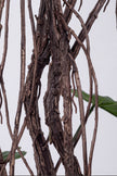 Monstera E: Artificial Monstera Deliciosa Plant with Natural Aerial‑Root Detailing