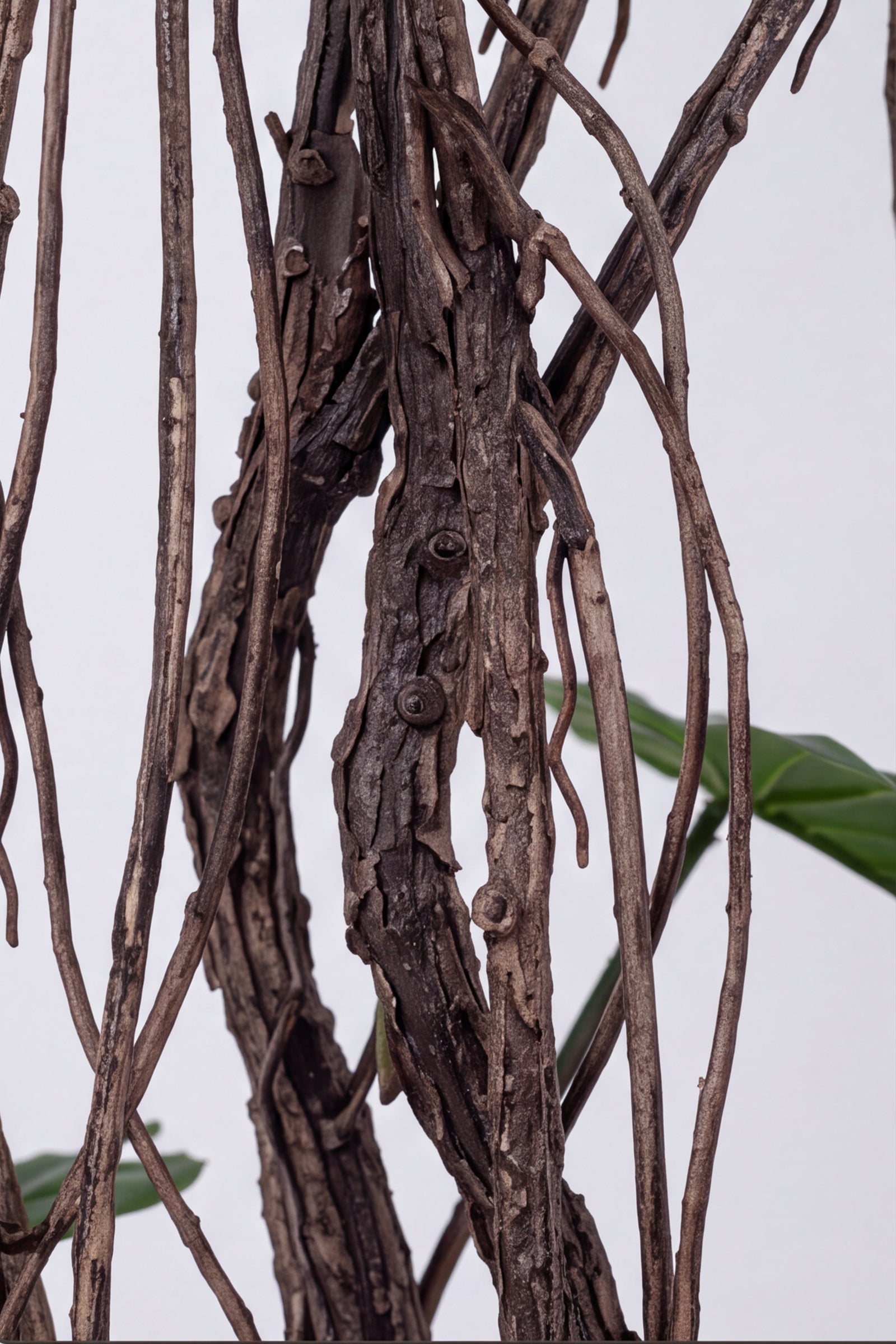 Monstera E: Artificial Monstera Deliciosa Plant with Natural Aerial‑Root Detailing