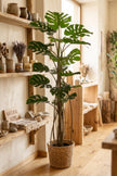 Monstera L: Artificial Monstera Deliciosa Plant with Mature Trunk and Aerial‑Roots