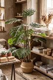 Monstera L: Artificial Monstera Deliciosa Plant with Mature Trunk and Aerial‑Roots